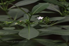 Rauvolfia densiflora